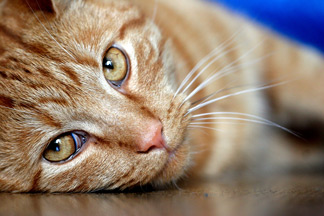 Cat Page
