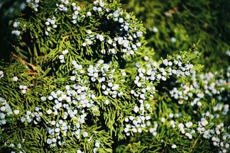 Cedar Signs