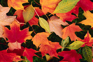 Fall Signs
