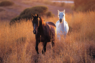 Horse Signs