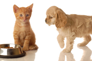 Pet Page