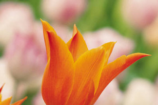 Spring Signs