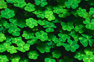 St. Patrick's Day Signs