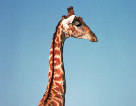 verticalpage.jpg