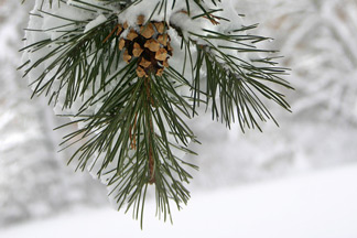 Winter Signs